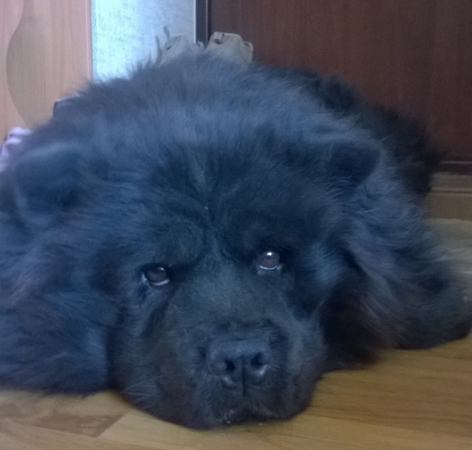 Chow Chow Black