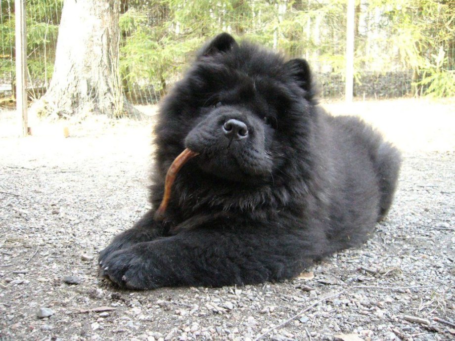 Чао Чао черный