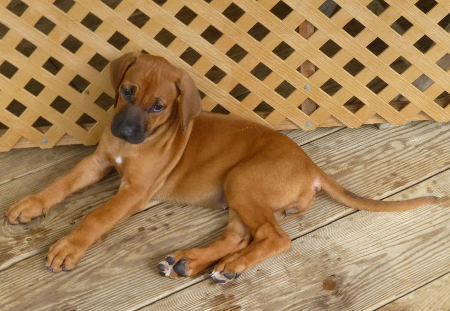 Rhodesian Ridgeback Puppy