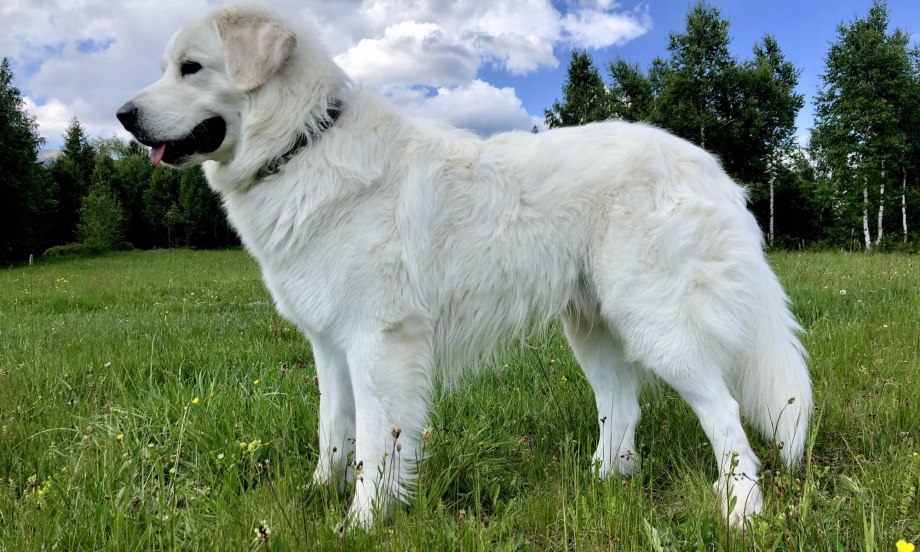 Овчарка Гаучо
