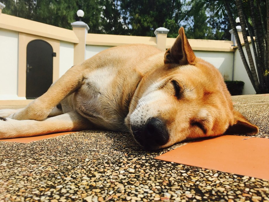 Biscuit Puppy