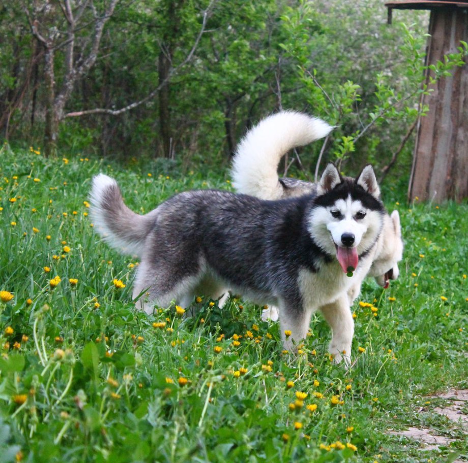 Рисунок для срисовки Аляскинский кли Кай