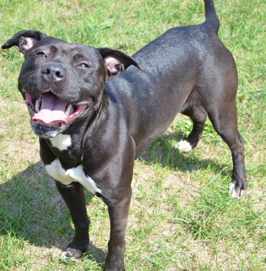 American Pitbull черный