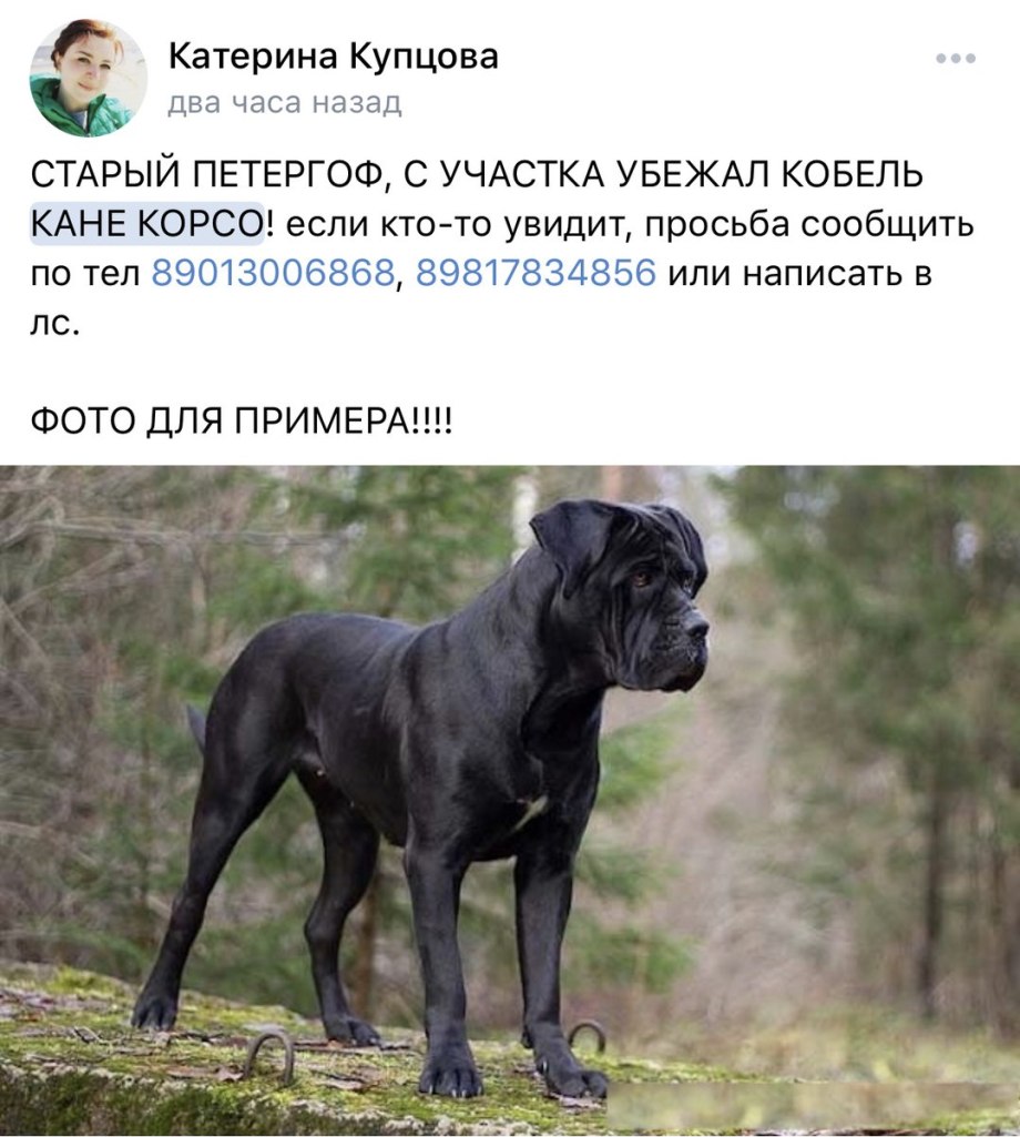 Кане Корсо черный некупированный