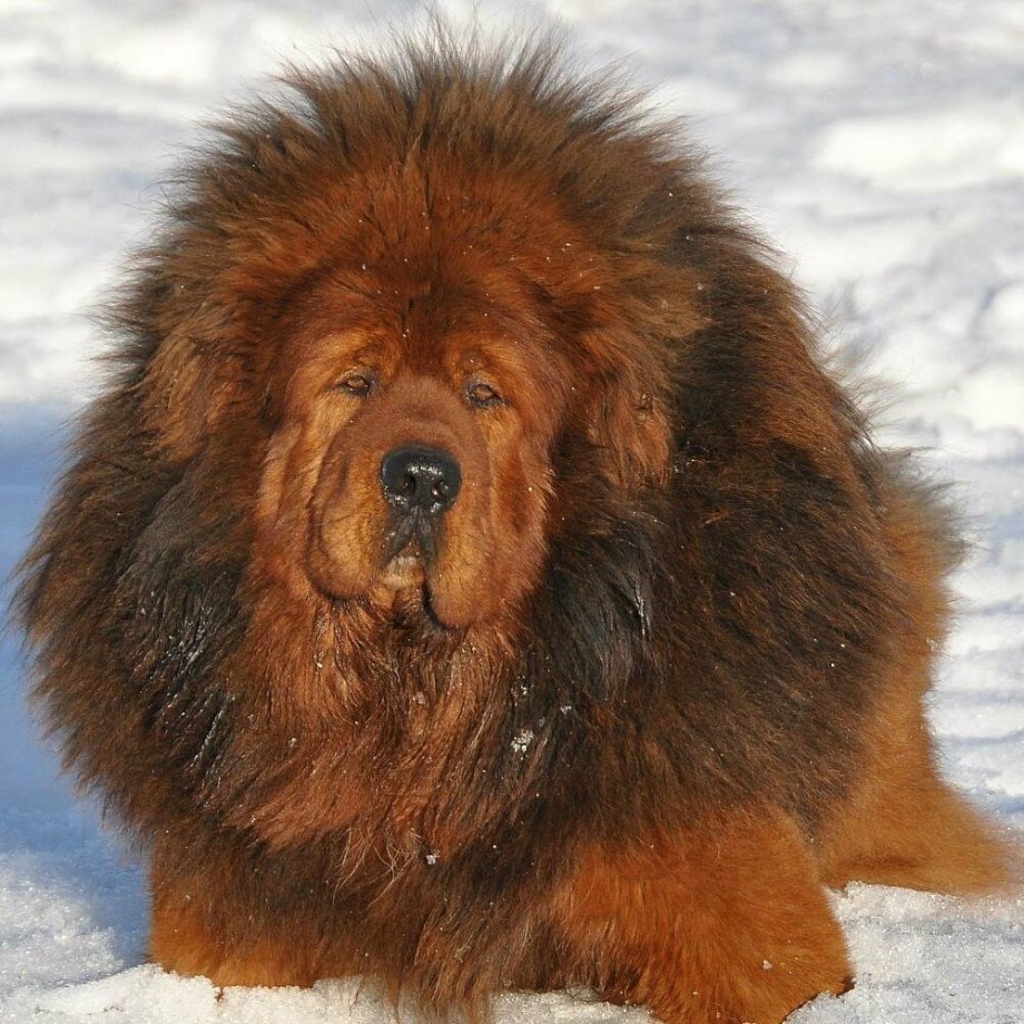 Собака тибетский мастиф
