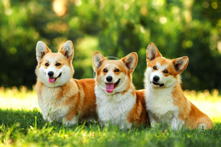 Вельш корги щенки