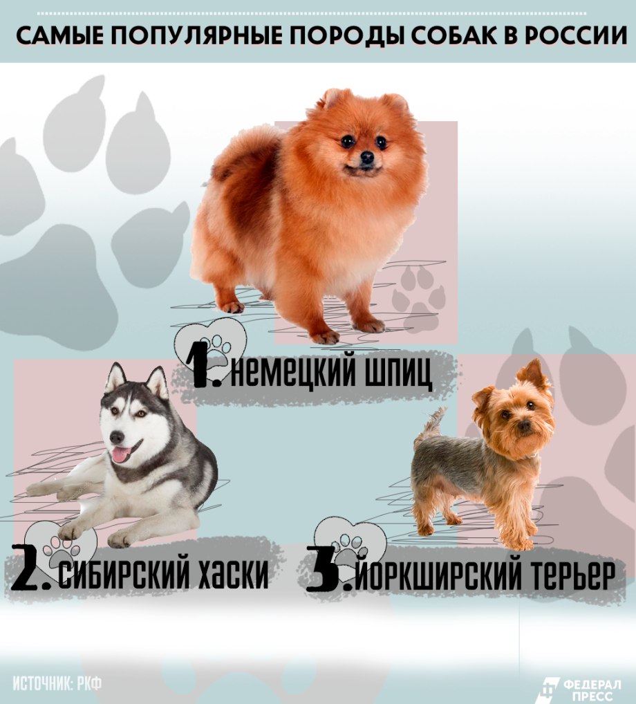 Популярные породы собак в России