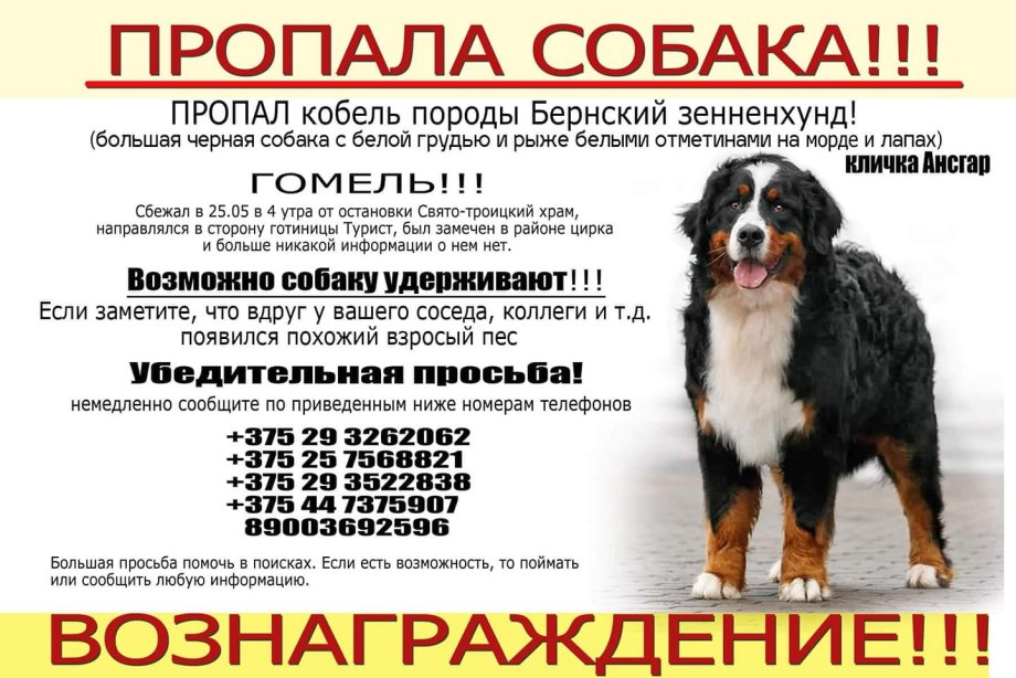 Злой пес
