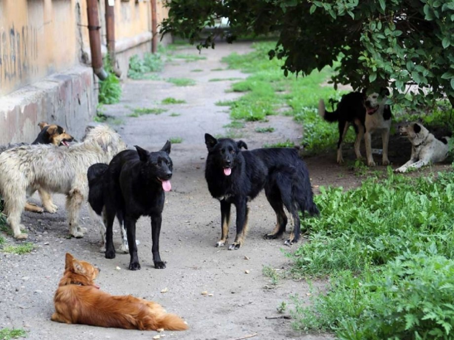 Продаются щенки эстонской гончей