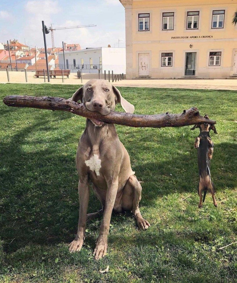 Продаётся дурак хаски