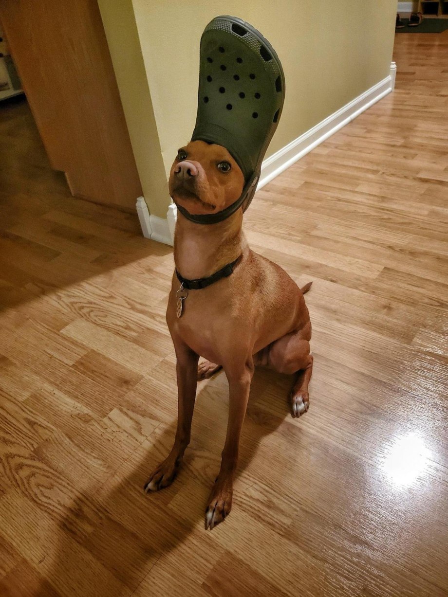 Мой хозяин идиот