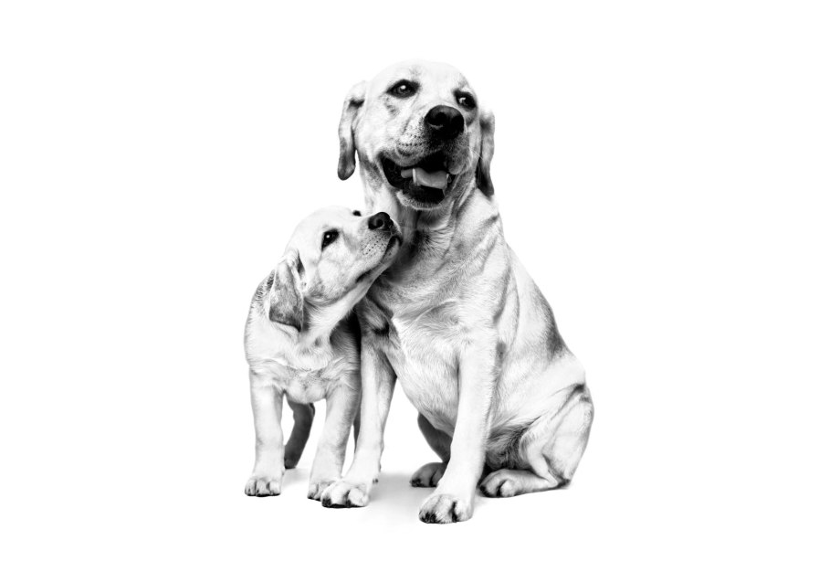 Royal Canin pointing Dog PNG