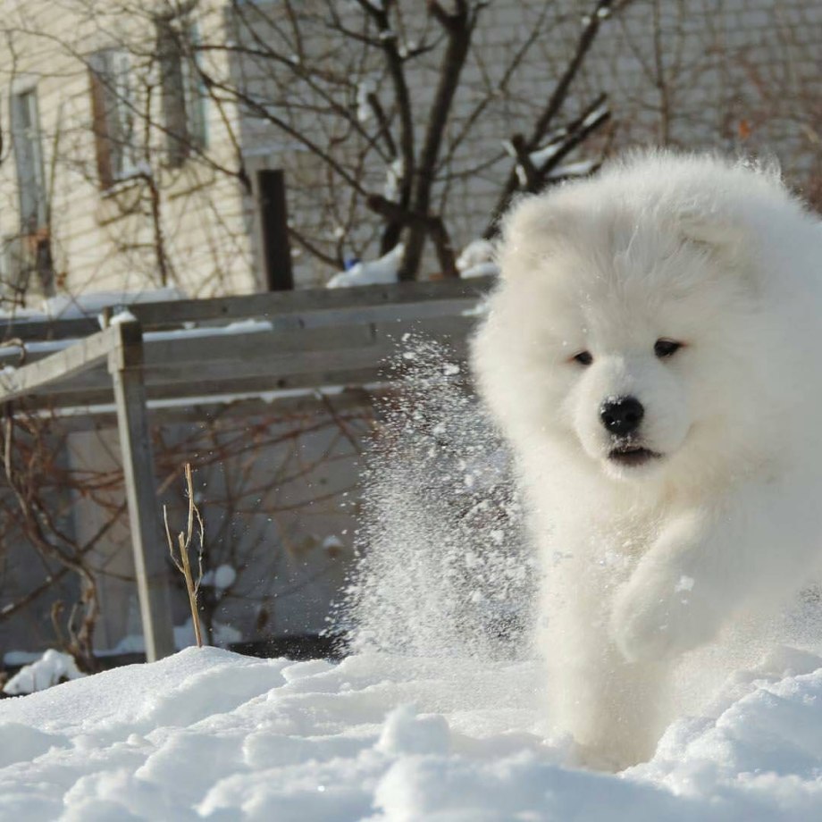Аляскинский маламут белый щенок