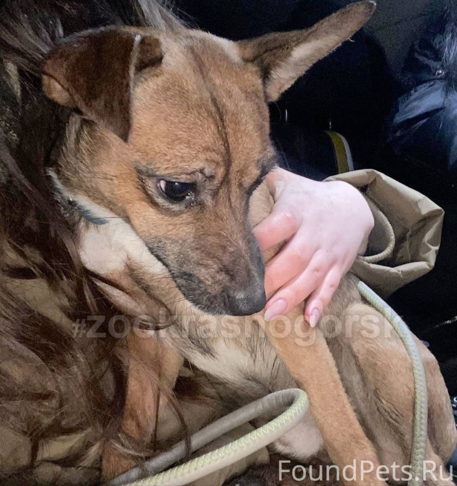 Собака играет