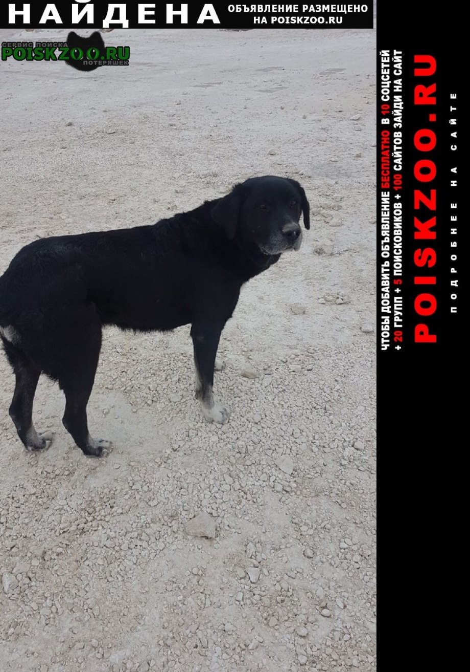 Собачьи бои немецкая овчарка