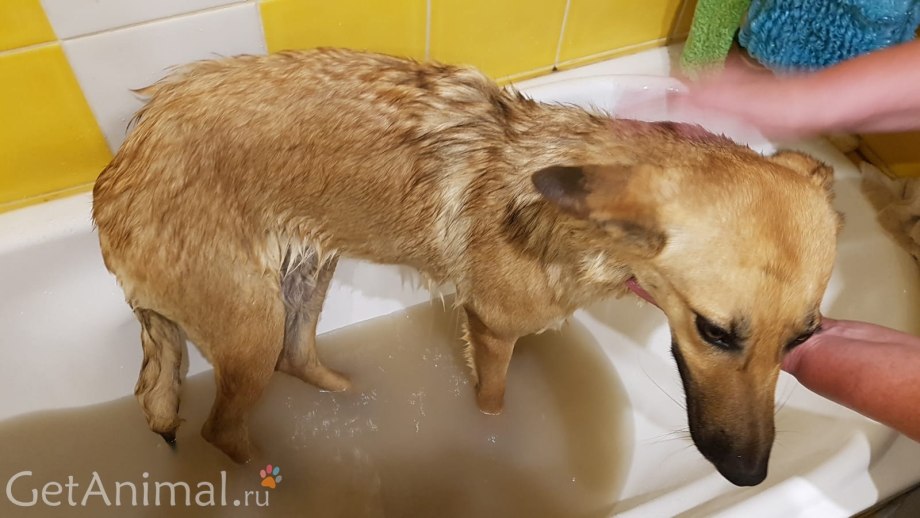 Лабрадор ретривер