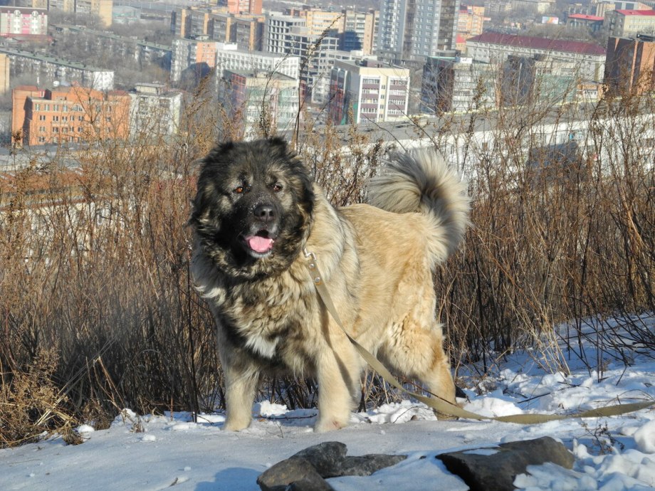 Московские кавказцы