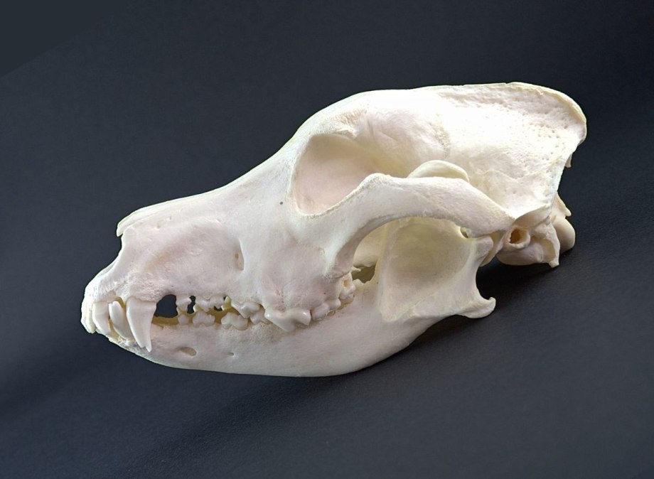 Canis Lupus familiaris