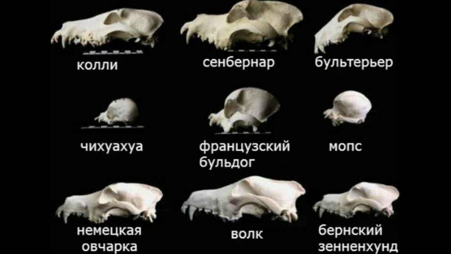 Оскал собаки