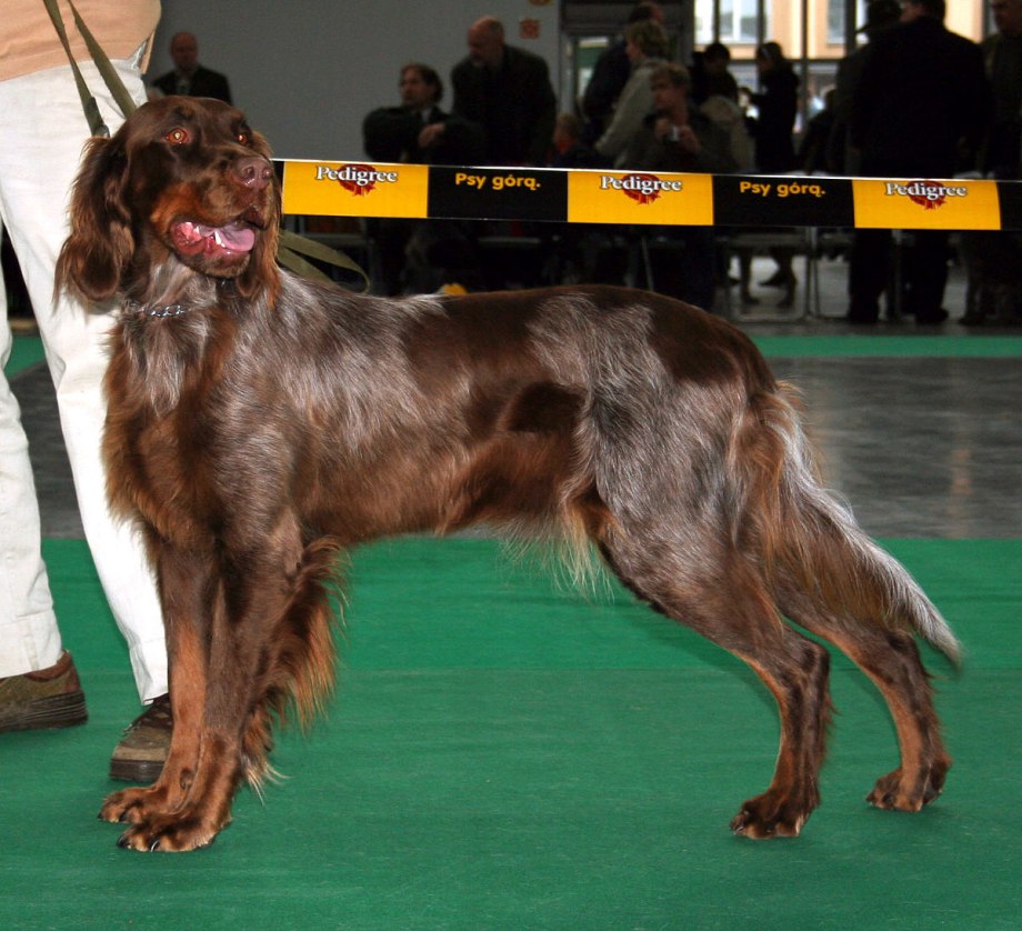Pont-Audemer Spaniel