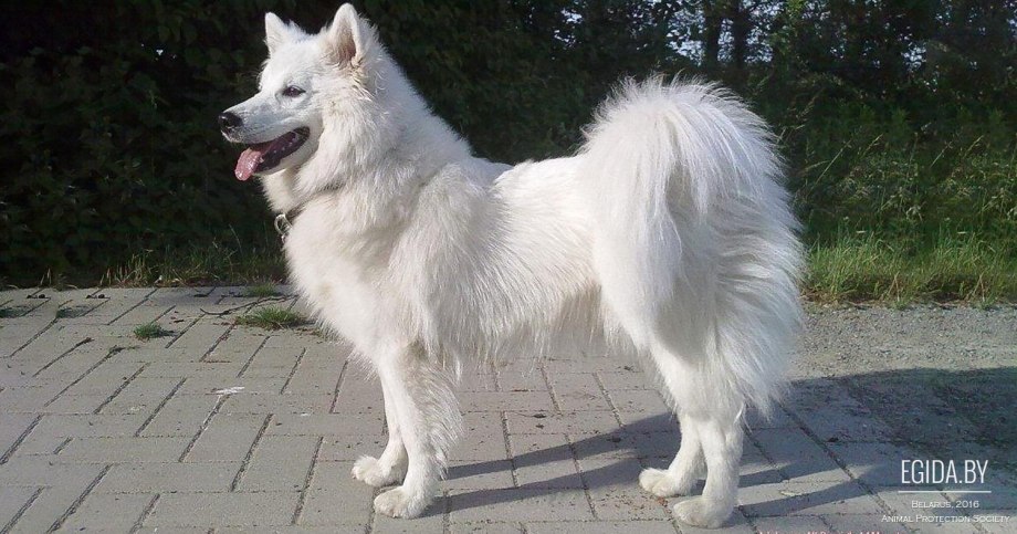 Шведский лаппхунд