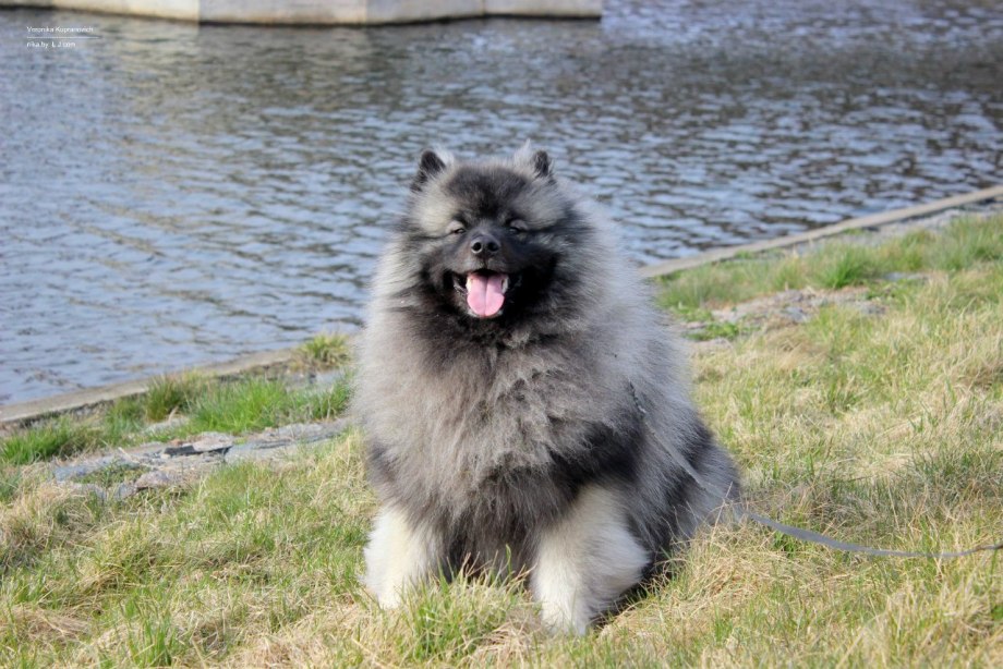 Keeshond Dog