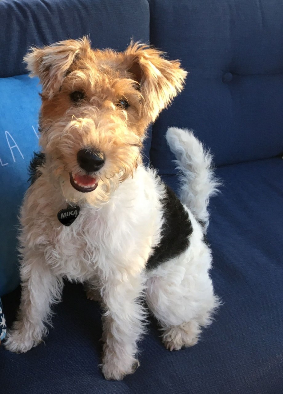 Фокстерьер (Fox Terrier)
