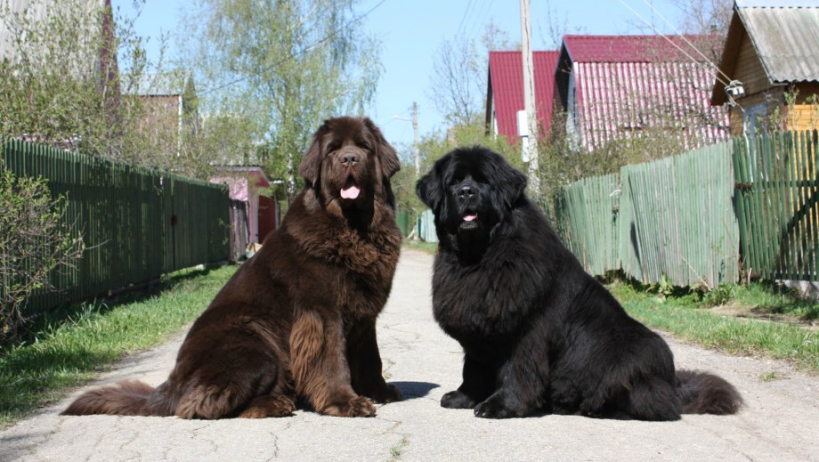 Ньюфаундленд собака черный