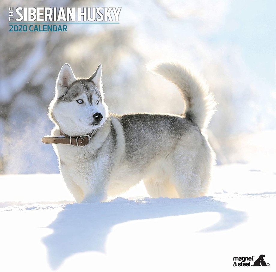 Хаски Salt Siberian