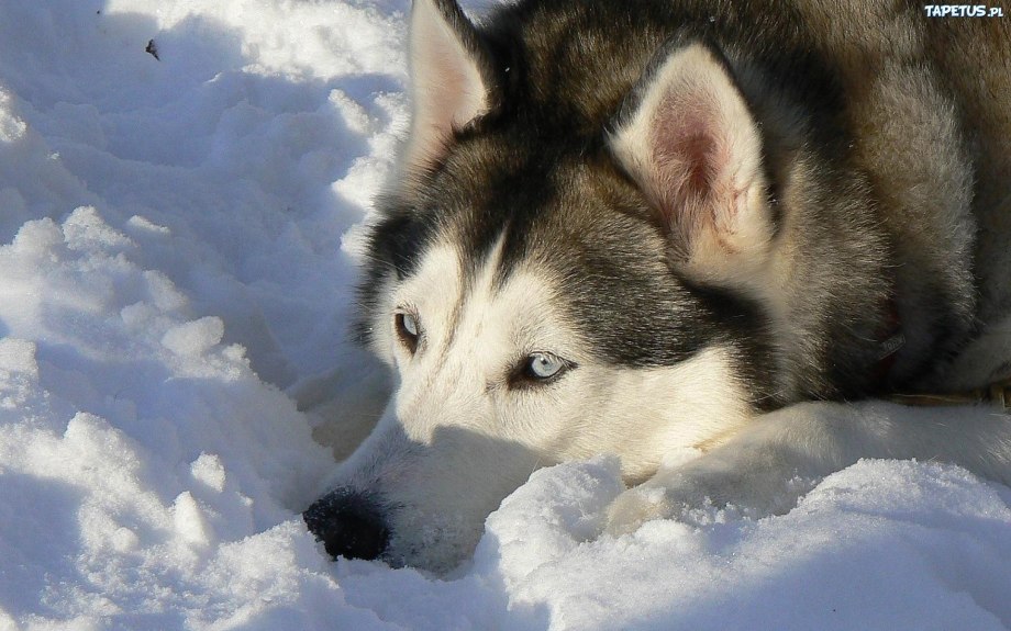 Хаски охотник