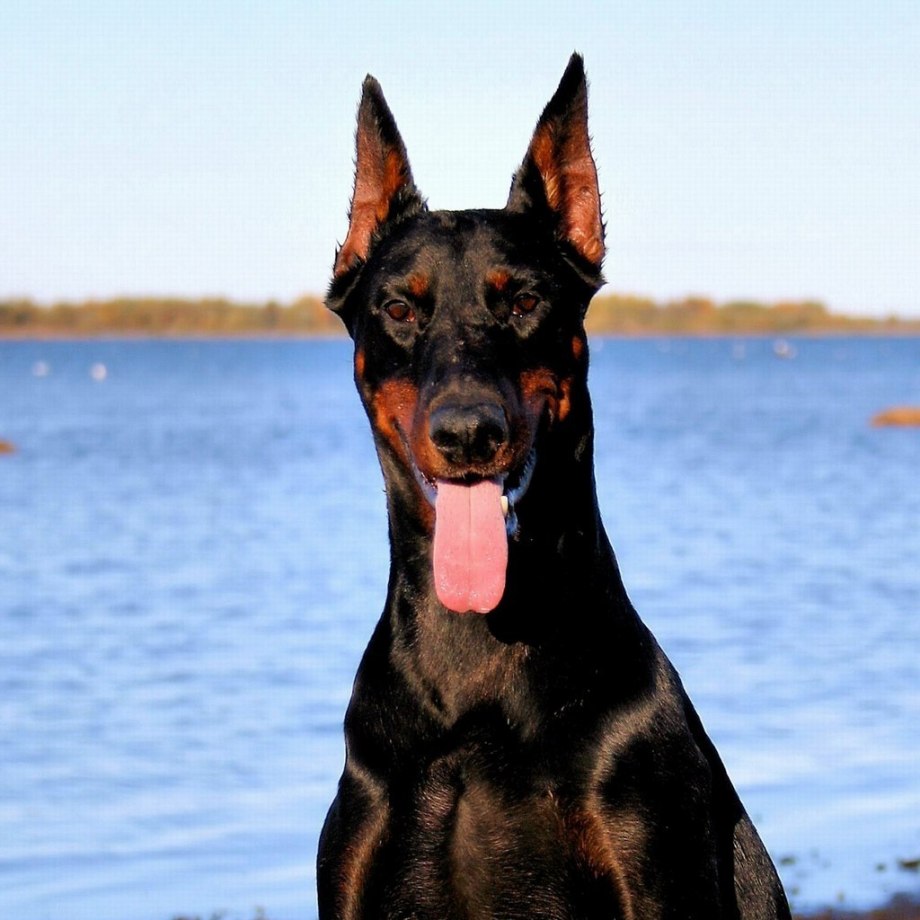 Эдуард doberman943