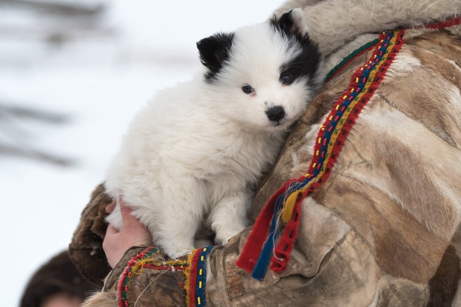 Ямальская лайка