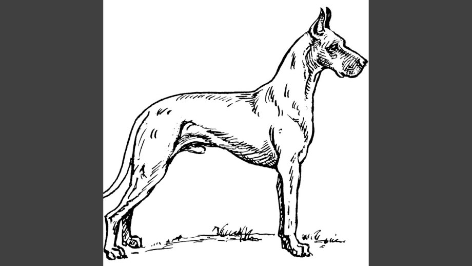 Great Dane холка