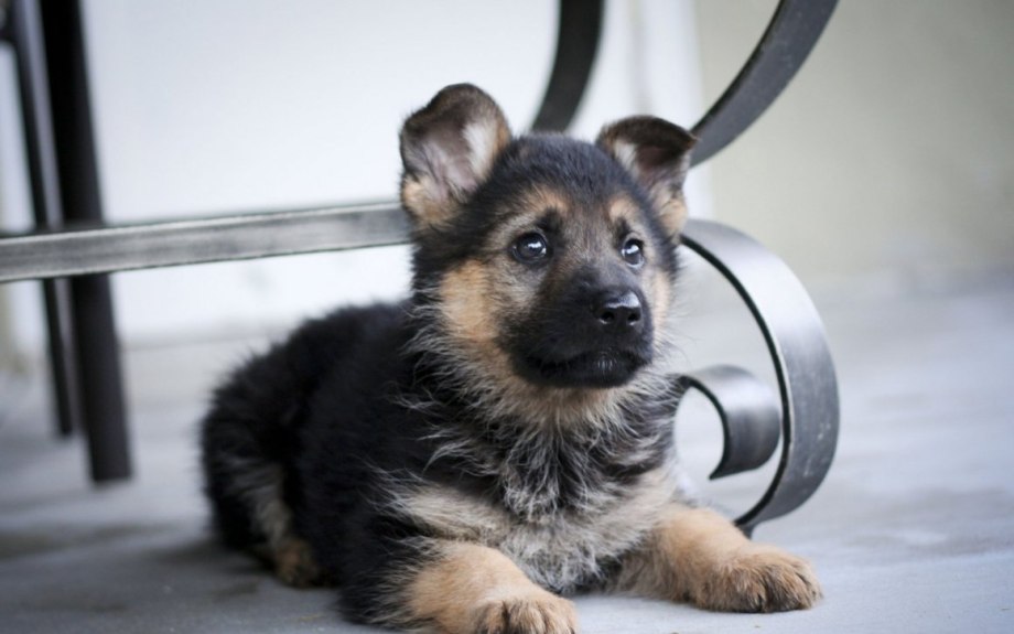 German Shepherd щенок