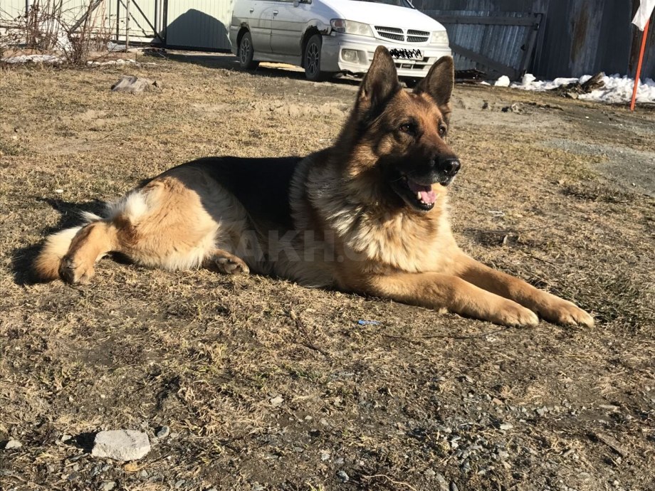 Внуки немецкого кобеля овчарки Обера Бадд Болла