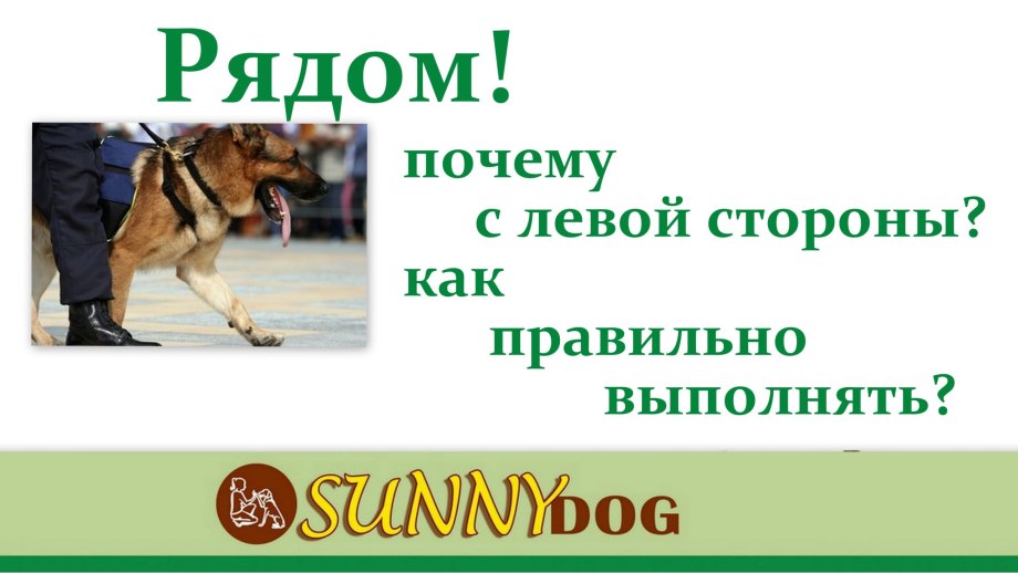 Как обучить собаку команде рядом