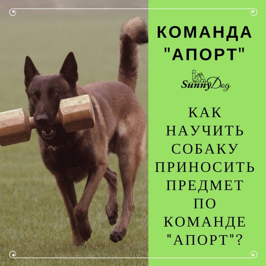Апорт команда собаке