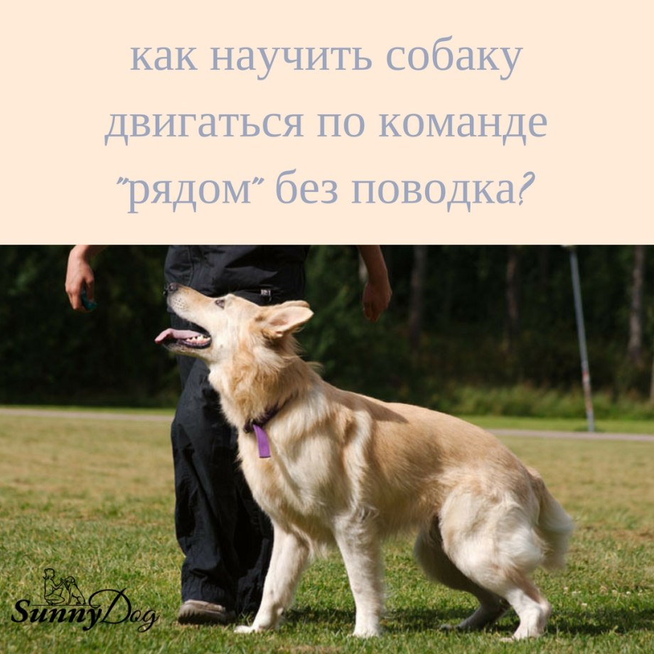 Как научить собаку команде рядом