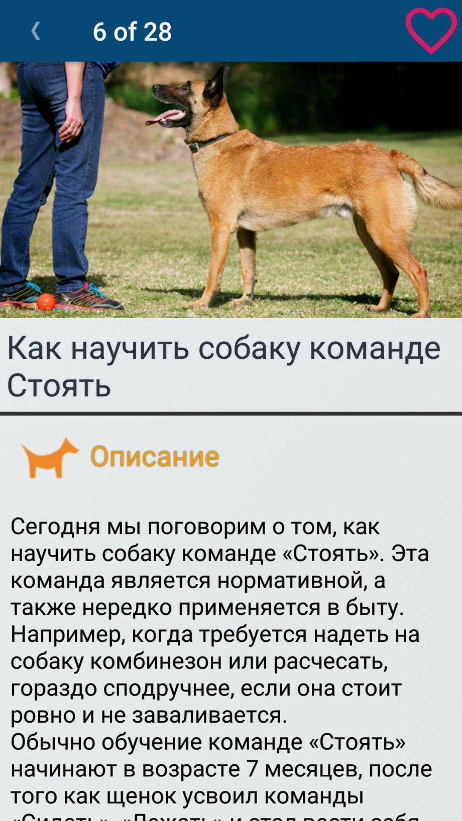 Команды для собак