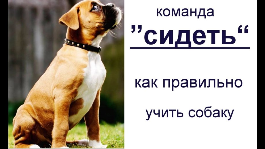 Как учить собаку командам