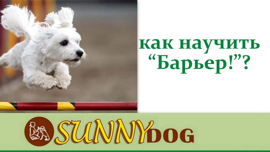 Пять популярных команд для собак