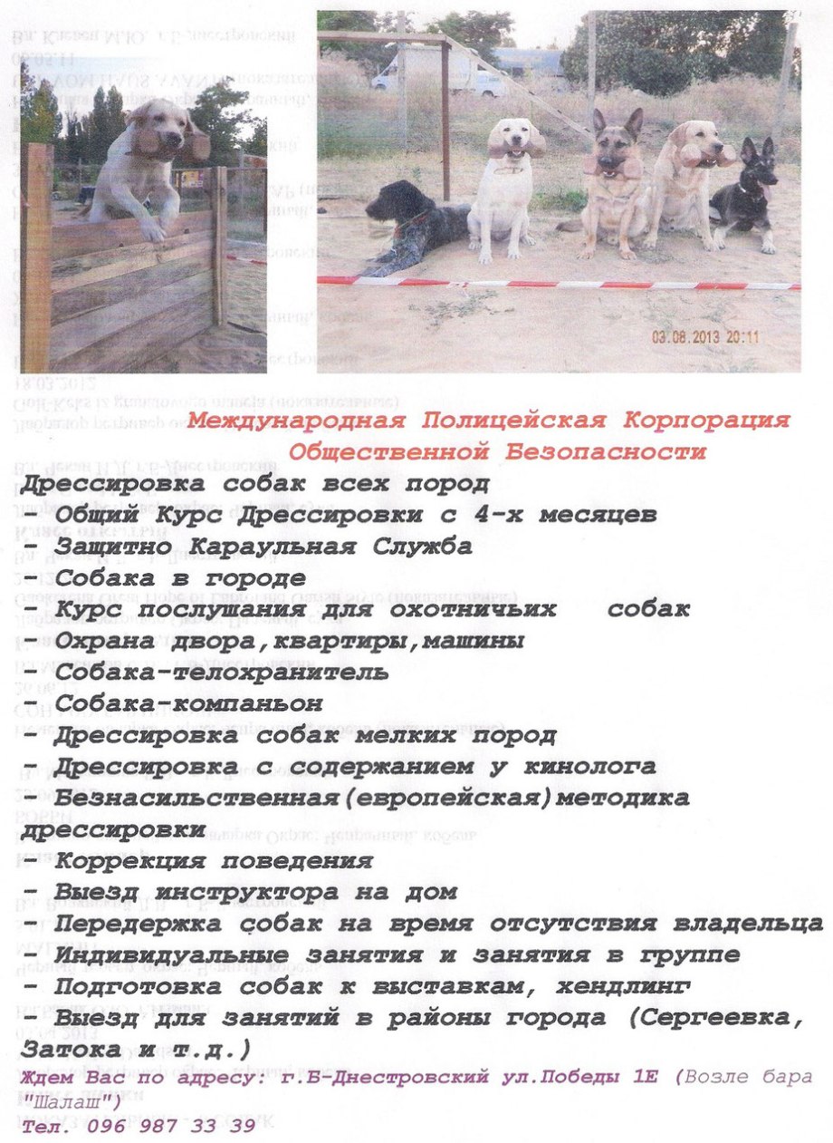 План занятий дрессировки собак