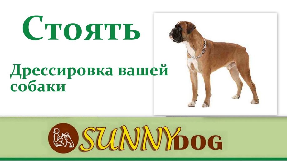 Дрессировка взрослой собаки с нуля