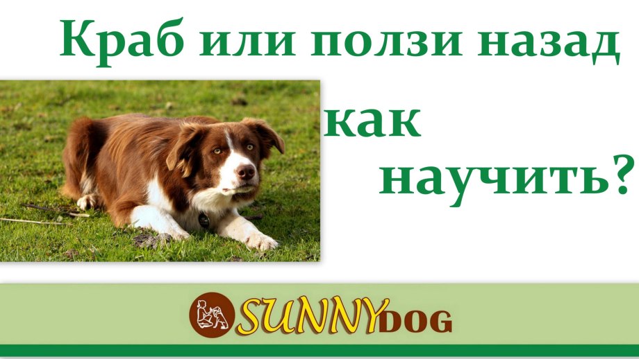 Первые команды для щенка