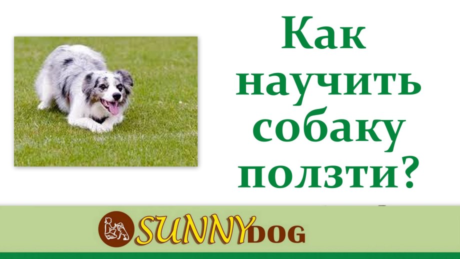 Научить собаку команде ползи
