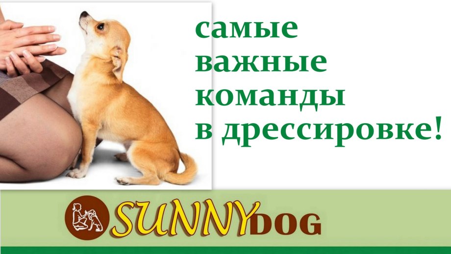 Самые важные команды для собак