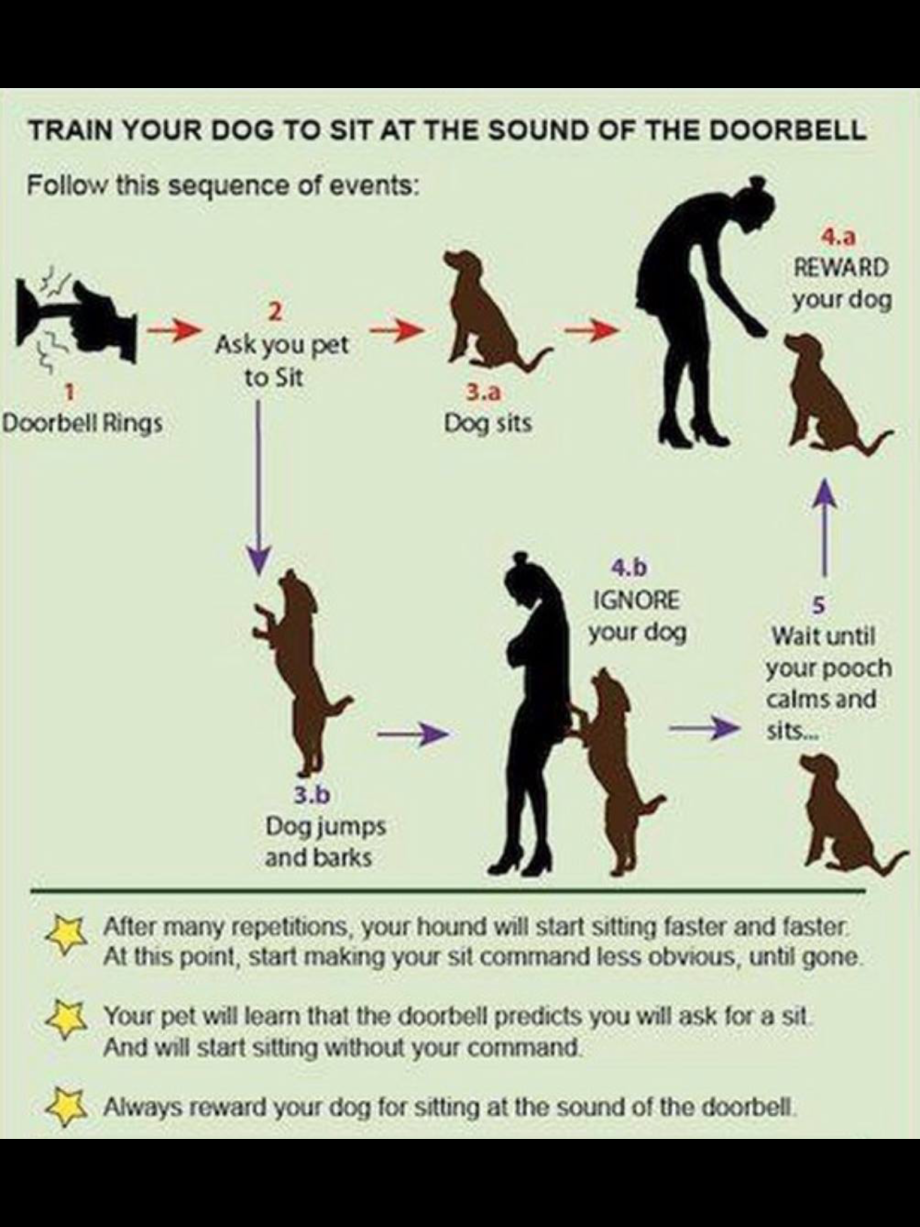 Собака садится. Памятка по дрессировке собак. Советы по дрессировке собак. Советы дрессировщика собак. Дрессировка собак советы.