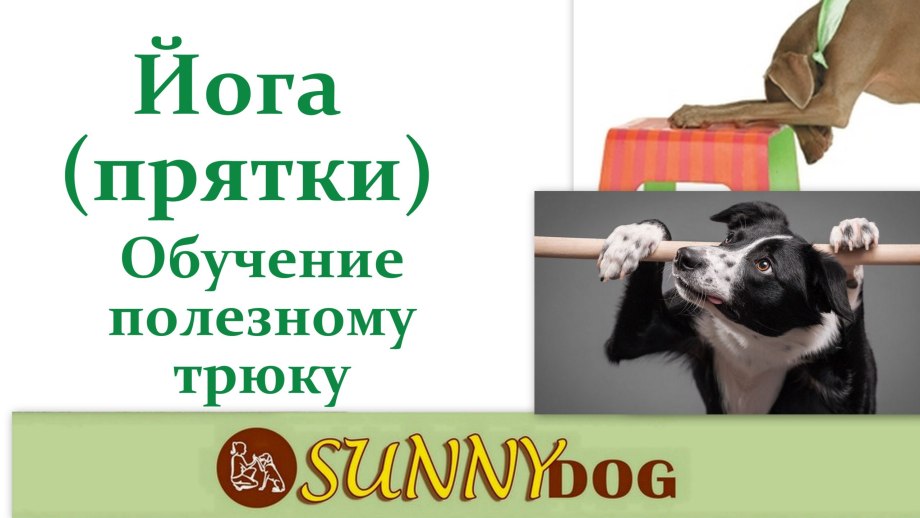 Трюковые команды для собак