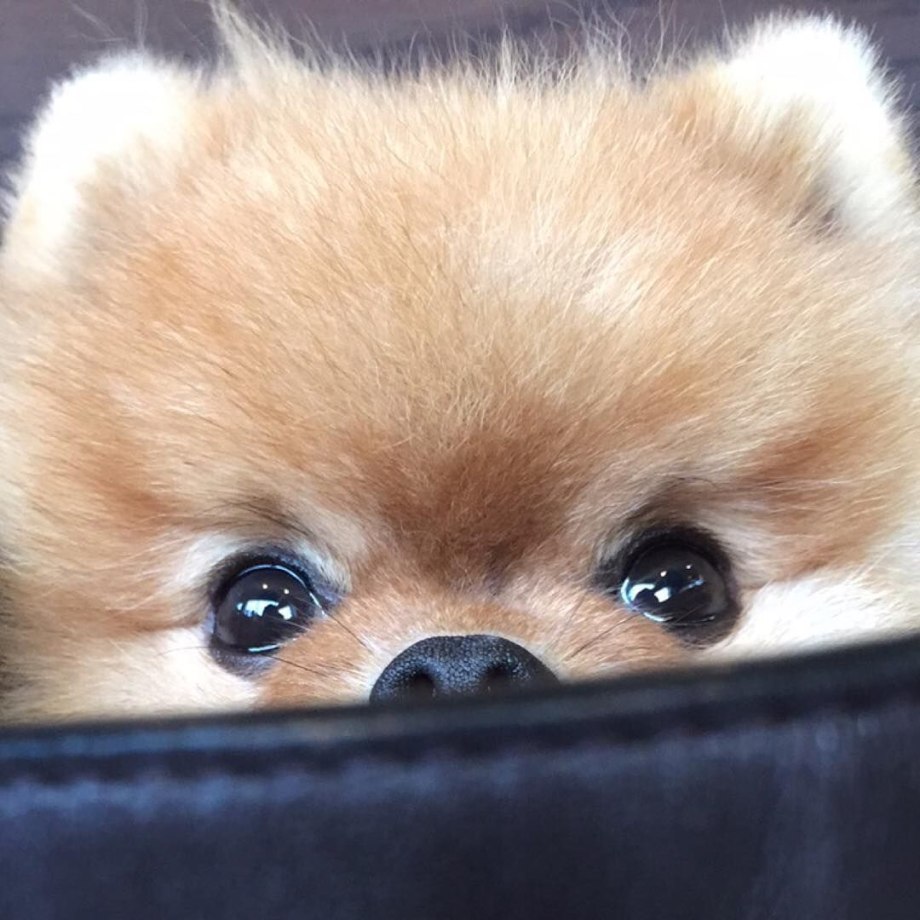 Померанский шпиц jiffpom белый