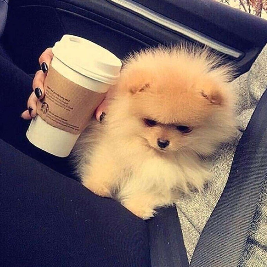 Шпиц в чашке